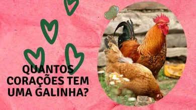 Quantos Corações Tem uma Galinha - saiba mais