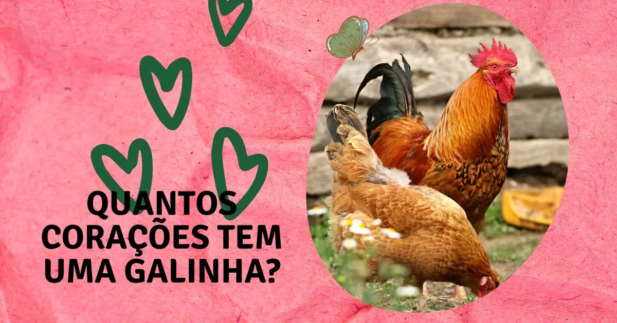 Quantos Corações Tem uma Galinha? - Conhecimento